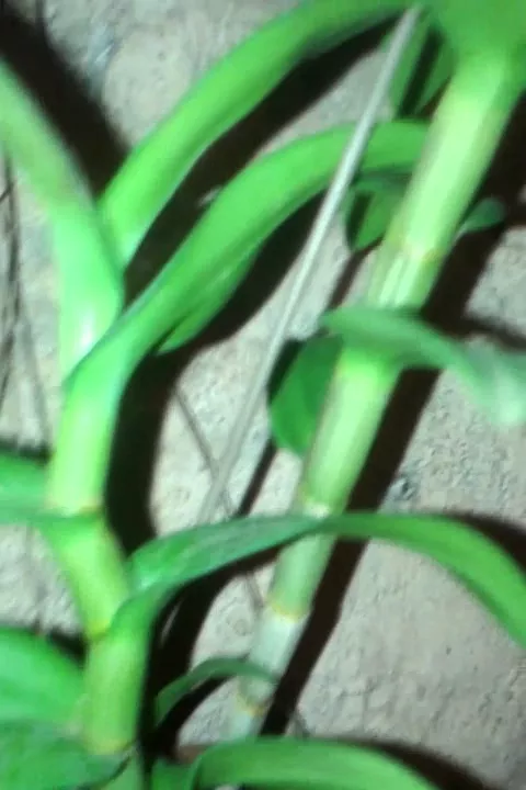 ADUBAÇÃO MINHAS ORQUÍDEAS RAFAEL