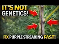 FIX Purple stems FAST with these 3 things