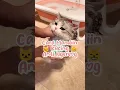 Download Lagu Cara Mandiin kucing anti Ngereog 😺😂 #catlovers