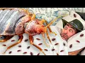 Bitten By Bed Bugs So You Don t Have To