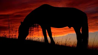 Relaxing Guitar Music And Horses In Nature Stress Relief 