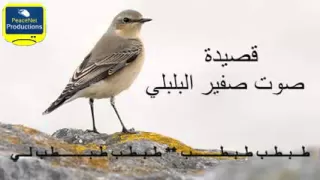 صوت صفير البلبل  صوت صفير البلبل