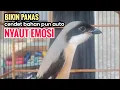 Download Lagu toet toet suara cendet gacor Di PAGI HARI sangat efektif buat Pancingan cendet diam agar cpt bunyi