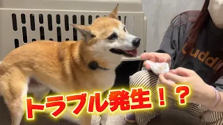 ジョン君の耳掃除とお部屋掃除をするはずがトラブル発生!!