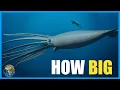 Just How BIG Are Giant Squid feat Sea Me