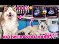 Is Malia Pregnant Husky Undergoes Ultrasound Husky Pack TV