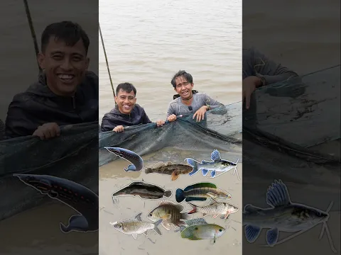PERDANA DAPAT TOMAN DIDALAM JEBAKAN PINGGIR SUNGAI