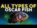 15 Different Types of Oscar Fish All Varieties