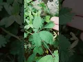 Download Lagu sensitivity in touch me not plant l Mimosa pudica