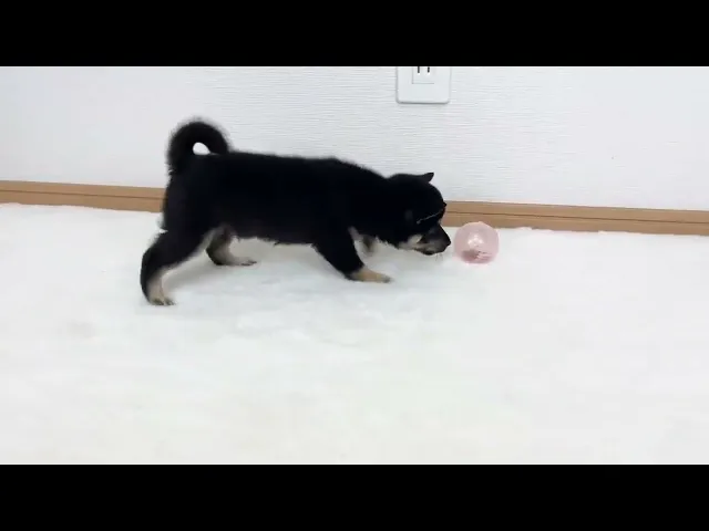 動画
