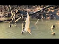 Download Lagu Bukti ganasnya ikan predator kakap putih #mancing