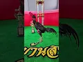 Download Lagu JakSon yang lagi viral di Thailand Ayam Long drum#ayam