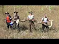 Massive pregnant python captured at Big Cypress National Preserve