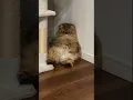 Download Lagu efek kekeyangan 😂🐱