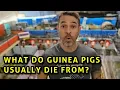 What Do Guinea Pigs Die From