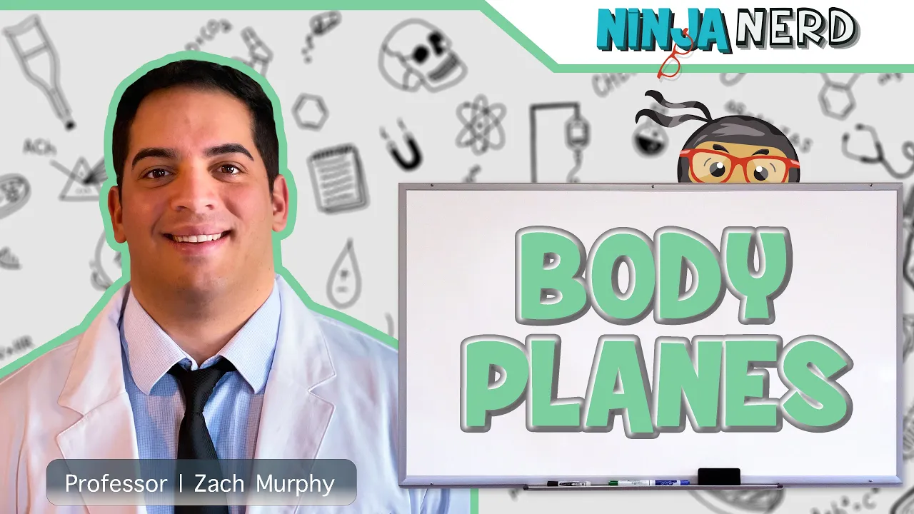 Body Planes & Sections