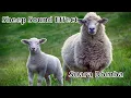 Download Lagu SHEEP SOUND EFFECT SUARA DOMBA SUARA BINATANG