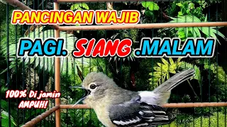 Download Pancingan wajib,agar Sirtu/Cipoh Hasil Ombyokan agar cepat GACOR MP3