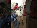 Lagu marvadi Ghoda do 2 Chhote bacche  ka  Chetak Horse  per do  ladke Baithe rahe he #shorts #horse
