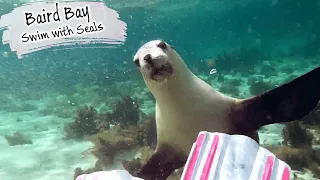 E99 – Swimming With Curious and Playful Seals, Baird Bay
