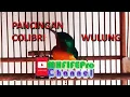 Download Lagu KOLIBRI WULUNG GACOR AMPUH UNTUK PANCINGAN DAN MASTERAN