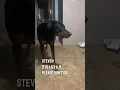 Download Lagu This dog will walk in slow motion and then scare his owner 😂 @NicholasJamesEmmizzie