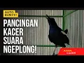 Download Lagu MASTERAN KACER SUARA NGEPLONGG!! PANCINGAN KACER LOKAL DIJAMIN AUTO BUNYI!!