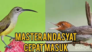 masteran murai batu pijantung mix prenjak
