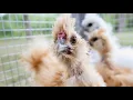 SILKIE CHICKENS 101 What I Wish I d Known About Silkies Backyard Poultry Breeds For Beginners