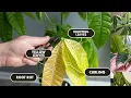 Download Lagu 5 Money tree plant Problems \u0026 Solutions
