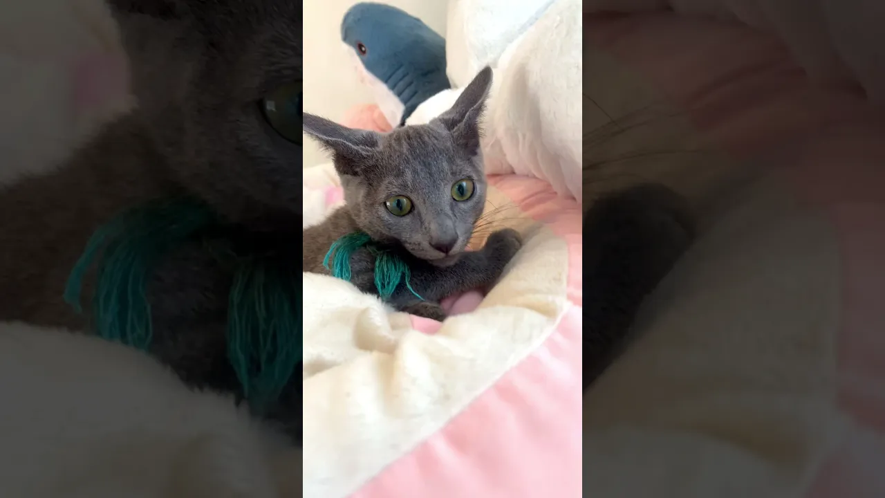 動画