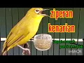 Download Lagu TERBARU 2023 || pleci ziperan materi kenarian panjang cepat masuk pasti nembak