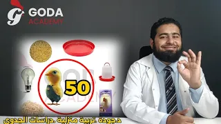 دراسة جدوى لخمسين كتكوت 