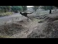 Download Lagu Kangaroo Jumps Creek