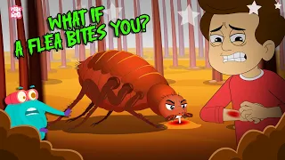 Deadliest Insects | What if a Flea Bites You? | How To Treat Flea Bites? | The Dr. Binocs Show