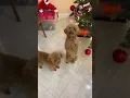 Download Lagu LEUKSTE hond danst op Feliz Navidad 😍😍😍 #shorts