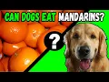 Can Dogs Eat Mandarins