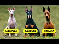 DOBERMAN PINSCHER TYPES - 3 TYPES OF DOBERMANNS