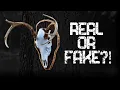 Best Deer Skull Replica Outlaw Skull Review and Instructions