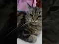 Download Lagu kucing yang sangat jutek