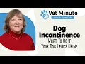 Vet Minute Dog Incontinence