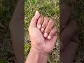 Download Lagu The oriental longheaded grasshopper coming from behind the branches