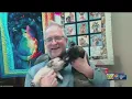 Pet of the Week German Shephard Pit Bull mix puppies