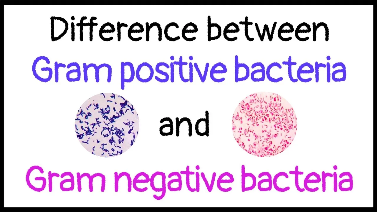 Difference between Gram positive and Gram negative bacteria |