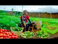 Download Lagu 7 Days Harvest: Choy Sum + Lettuce + Spinach, Longan, Tomato, Pennywort – Sell, Cook, Garden