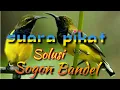 Download Lagu Suara Pikat Special Sogon/Sogok Ontong