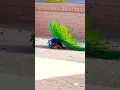 Download Lagu Peacocks mating 🙈🙈😳😳🦚🦚Please subscribe for more scenic and travel adventures #peacock MP3