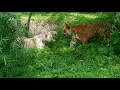 Bengal Tiger Vs White Tiger Which one is mightier