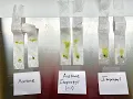 Algae Bead Pigment Extraction Cut coffee filters Isopropyl Acetone and 1 1 blend