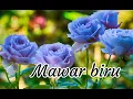 Download Lagu MAWAR BIRU.                          Tembang Jawa - keroncong 